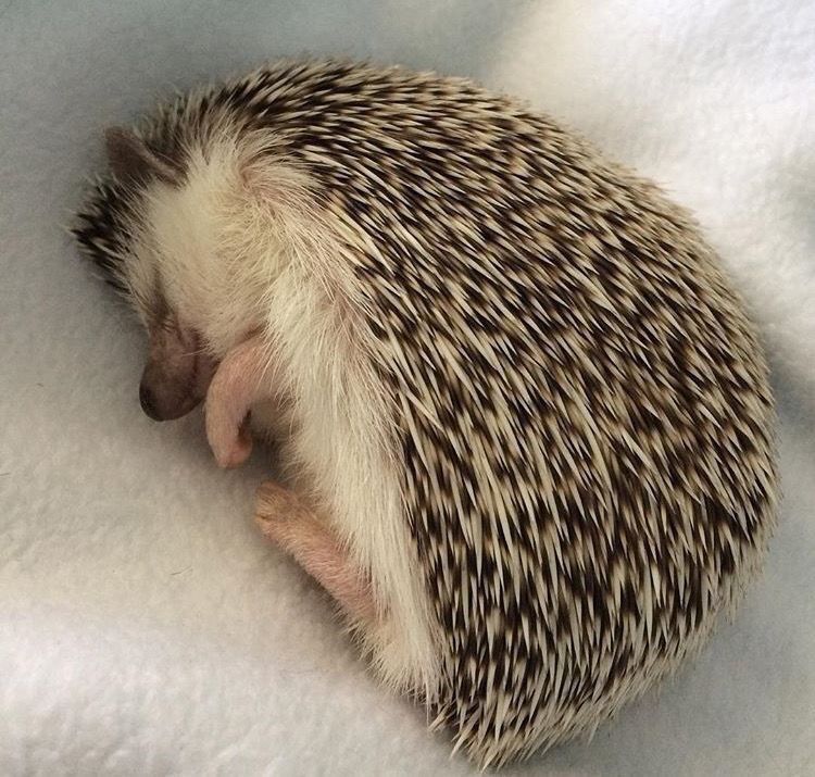 HedgehogZone_'s tweet photo. https://t.co/5oJN2Rzy0Q