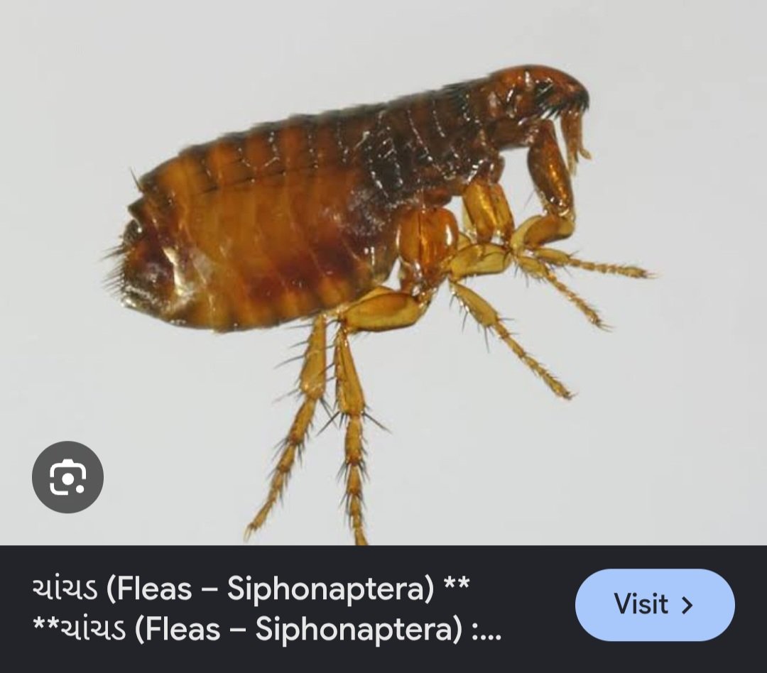 KheerServekar's tweet photo. @raggedtag Ranchoddas Chanchad (Rancho from 3 idiots ) 
Chanchad ચાંચડ - means Flea or Bed Bug https://t.co/h93nExqLMC