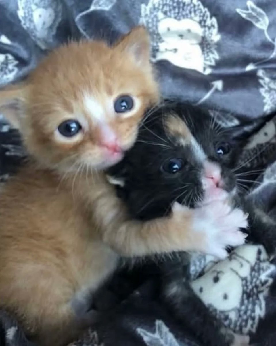 PostofcatsX's tweet photo. https://t.co/QGT5Iw1SS0