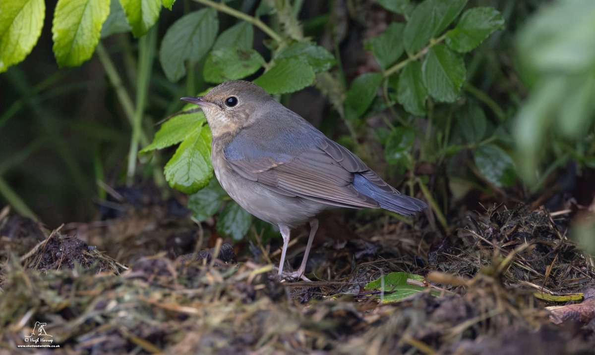 HughHarrop's tweet photo. Over the moon (to put it mildly) to find this first year male SIBERIAN BLUE ROBIN in our garden at Hillwell, Shetland this morning. The fifth record for Britain and a first for Shetland. https://t.co/kV8pUnck0x