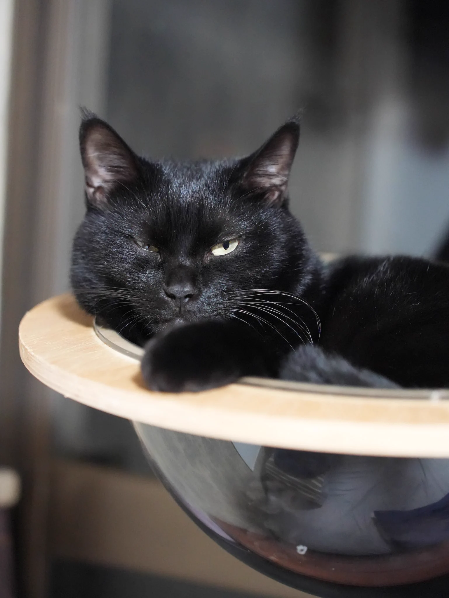 ༺ 黒ねこ༻ 黒猫つくねちゃん太しっぽ on X: 
