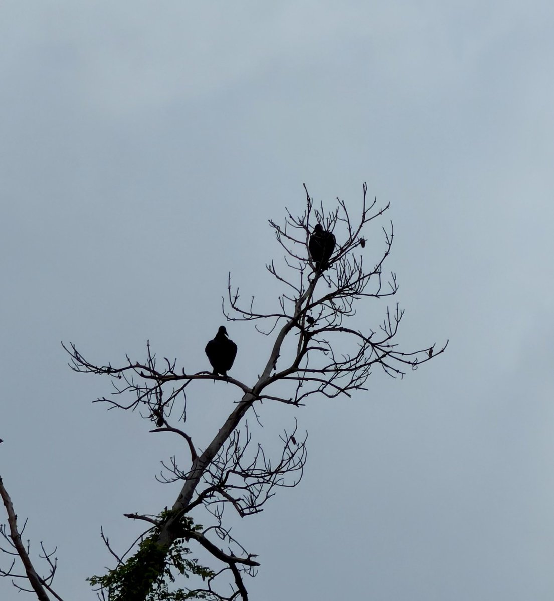 WSegap63250's tweet photo. @GAIAAENEAS Better than having these two staring you down. https://t.co/1mpXSfqNvS