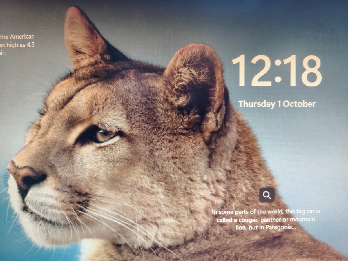 LavaLutos's tweet photo. #Windows11 decided to give me this screensaver 😄
#cougar https://t.co/3pF51O00T4