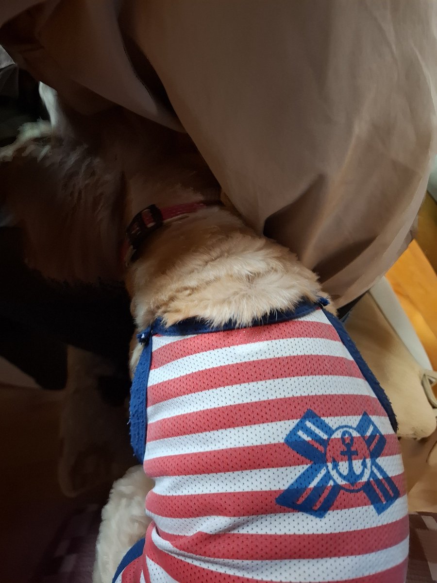 sunakake0208's tweet photo. 母のヒザ探検に突入する犬 https://t.co/5cSvDFI0Ye