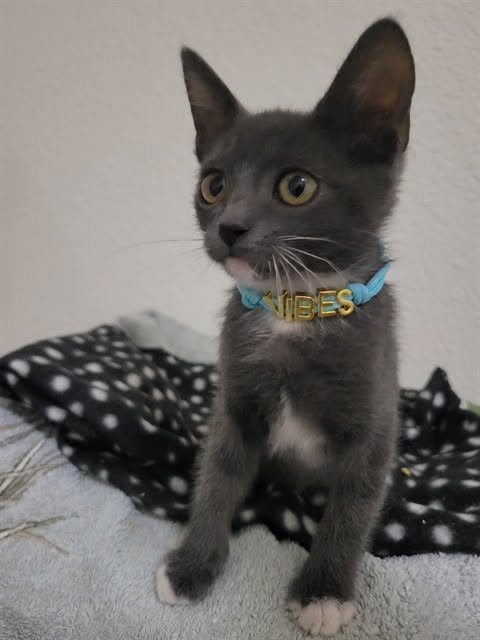 lordi1960's tweet photo. https://t.co/N31q2fams6
❤️XANDER -- ID# A850149 - male gray and white Domestic Shorthair.

https://t.co/gzI4p2S5Ed
❤️DOMINIC -- ID# A850150 - male black Domestic Shorthair.

Temperament: FRIENDLY

The shelter staff think We are about 11 weeks old.

We have been at the shelter since August 20, 2026.

We will be available for adoption or rescue on September 30, 2026.

We are currently at Devore Shelter in San Bernardino County, California.

If you would like to go down to the shelter to adopt this cat yourself,
please visit or call:

Devore Animal Shelter
19777 Shelter Way
Devore, CA 92407
Voice: (909) 386-9820 - press 2