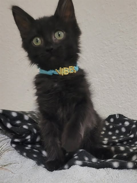lordi1960's tweet photo. https://t.co/N31q2fams6
❤️XANDER -- ID# A850149 - male gray and white Domestic Shorthair.

https://t.co/gzI4p2S5Ed
❤️DOMINIC -- ID# A850150 - male black Domestic Shorthair.

Temperament: FRIENDLY

The shelter staff think We are about 11 weeks old.

We have been at the shelter since August 20, 2026.

We will be available for adoption or rescue on September 30, 2026.

We are currently at Devore Shelter in San Bernardino County, California.

If you would like to go down to the shelter to adopt this cat yourself,
please visit or call:

Devore Animal Shelter
19777 Shelter Way
Devore, CA 92407
Voice: (909) 386-9820 - press 2