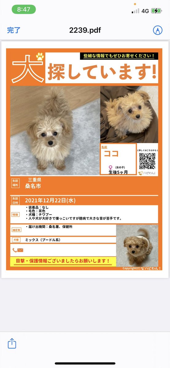 animal_rescue02's tweet photo. 【拡散希望】ココちゃん、名前を呼んであげてください…

2021年12月22日、三重県桑名市付近から、チワプーのココちゃんが迷子になりました。

情報があればDM・リプライでお願いします🙏
@4KeD2M3RrXIIm1Q

#迷子犬 #チワプー #桑名市 #三重迷子 #拡散希望 https://t.co/UkksZ34BlO