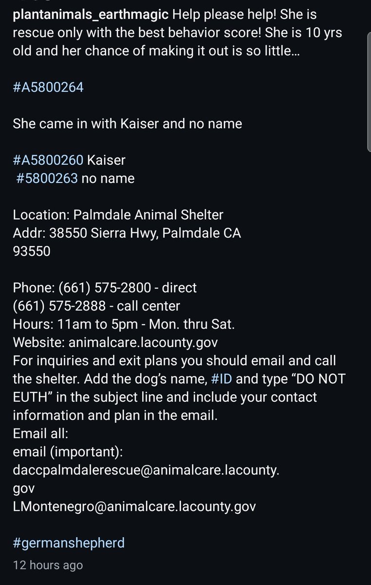 itsadogslifersq's tweet photo. Dumped senior #GermanShepherds
๐#Palmdale #CA
10yo. GRETCHEN #A5800264
8yo. KAISER #A5800260
6yo. no name #A5800263 (ID HOLD)
In spite of great behavior notes,both Gretchen & Kaiser are #RescueOnly
Years of loyalty don't seem to be appreciated anymore.
Who can adopt or foster? https://t.co/UtqffTRCNQ
