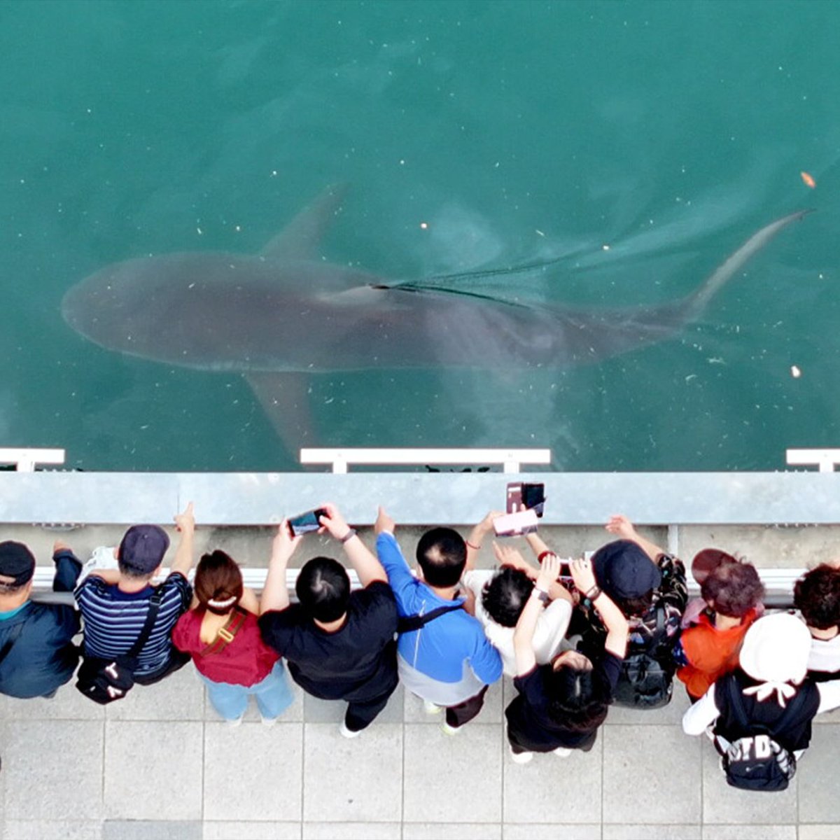 Dexerto's tweet photo. A massive 11.5-foot shark called Bukangi has been made an honorary city ambassador in South Korea

The shark has been trapped in Busan’s port for 2 weeks, attracting 600,000 visitors https://t.co/jGCPld4l1n