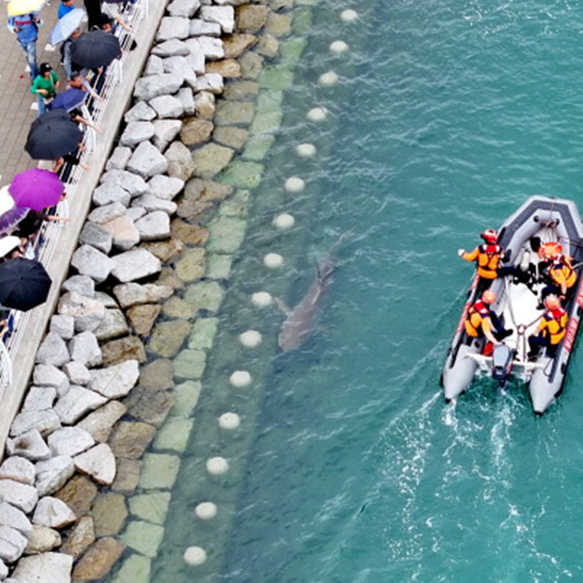 Dexerto's tweet photo. A massive 11.5-foot shark called Bukangi has been made an honorary city ambassador in South Korea

The shark has been trapped in Busan’s port for 2 weeks, attracting 600,000 visitors https://t.co/jGCPld4l1n