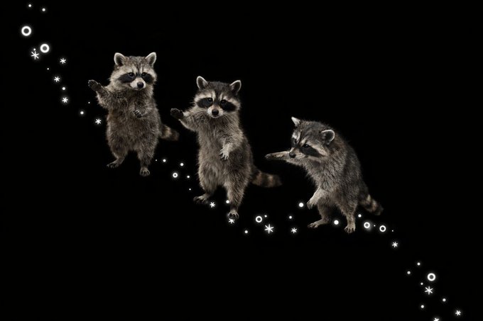 raccoonAuras's tweet photo. ∴｡　 　
･ﾟ*｡.  　　
          ･ *ﾟ 　 
    ･ ﾟ*      
         ･｡         
                 *･｡      
                   *.｡            
               ｡･             
      °*. ﾟ｡                     
    °*.                       ﾟ
       *.                 
 ｡｡ ･              
｡ ･ﾟ        
｡°*.