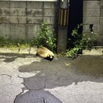 Photo by かずみまる（脳筋ゴリラ） (@kazmin___)