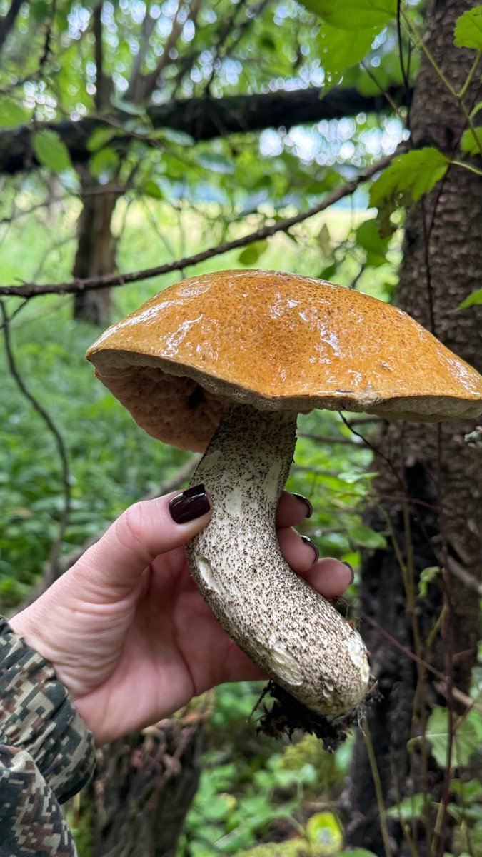 pareja2229's tweet photo. Mushroom hunting https://t.co/9GFhBf5K1Q