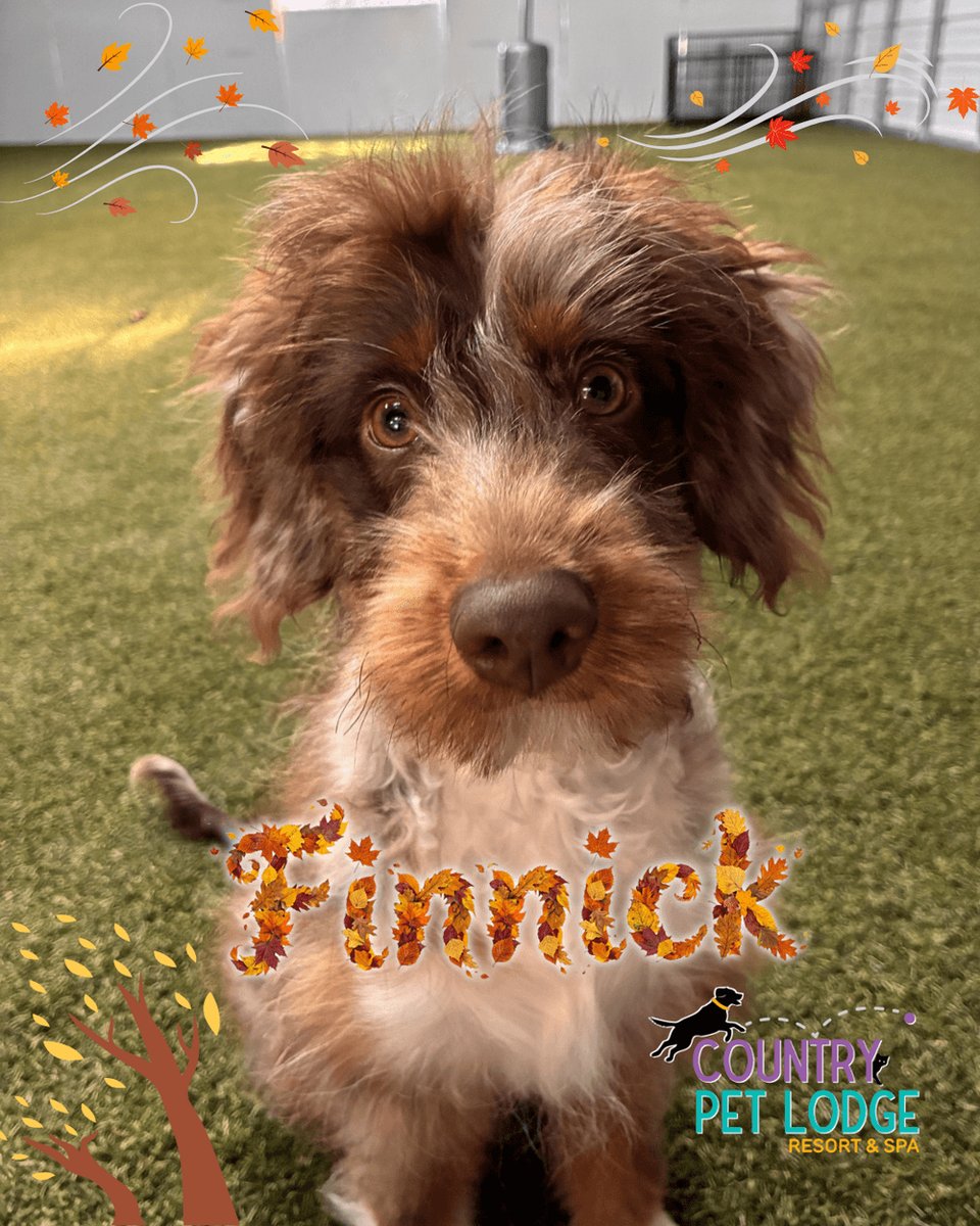 CountryPetLodge's tweet photo. Finnick is taking fetch to a whole new level at Country Pet Lodge! This Miniature Australian Shepherd and Miniature Poodle mix is ready for more fun!
#MiniAussiedoodle #FetchPawsitive #DogsOfX https://t.co/fh6CrMelQW