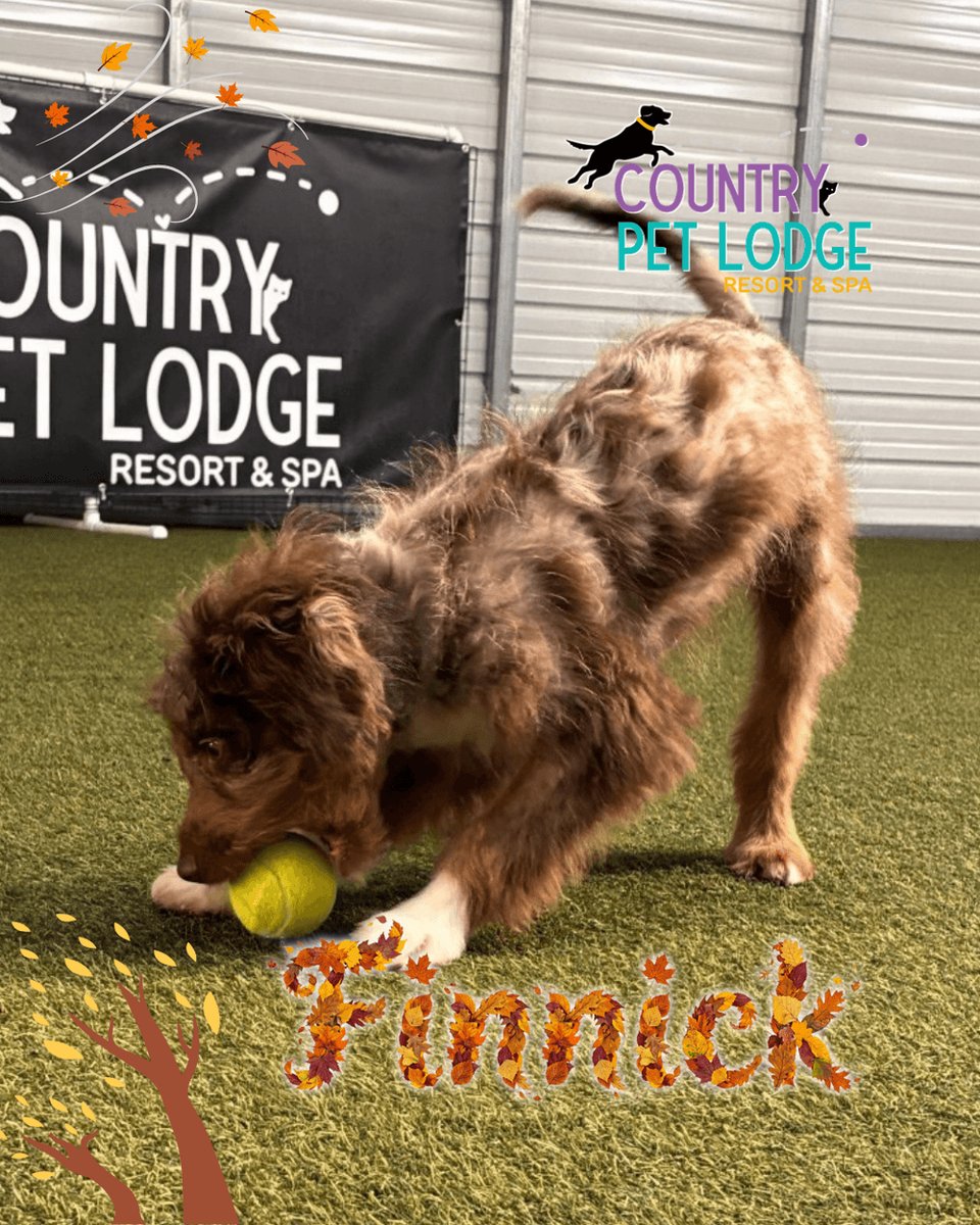 CountryPetLodge's tweet photo. Finnick is taking fetch to a whole new level at Country Pet Lodge! This Miniature Australian Shepherd and Miniature Poodle mix is ready for more fun!
#MiniAussiedoodle #FetchPawsitive #DogsOfX https://t.co/fh6CrMelQW