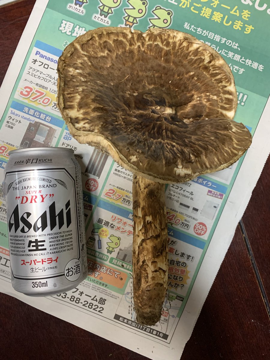 Nights244's tweet photo. またも
いただきました松茸

今回も大きな一品
今年は豊作なんですね https://t.co/JIOg0ihIIs