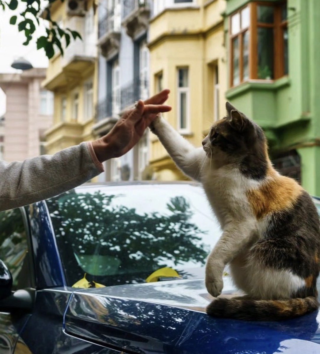istanbulcatsrh's tweet photo. High paw, bro! 🐾 https://t.co/GkErQTTytS