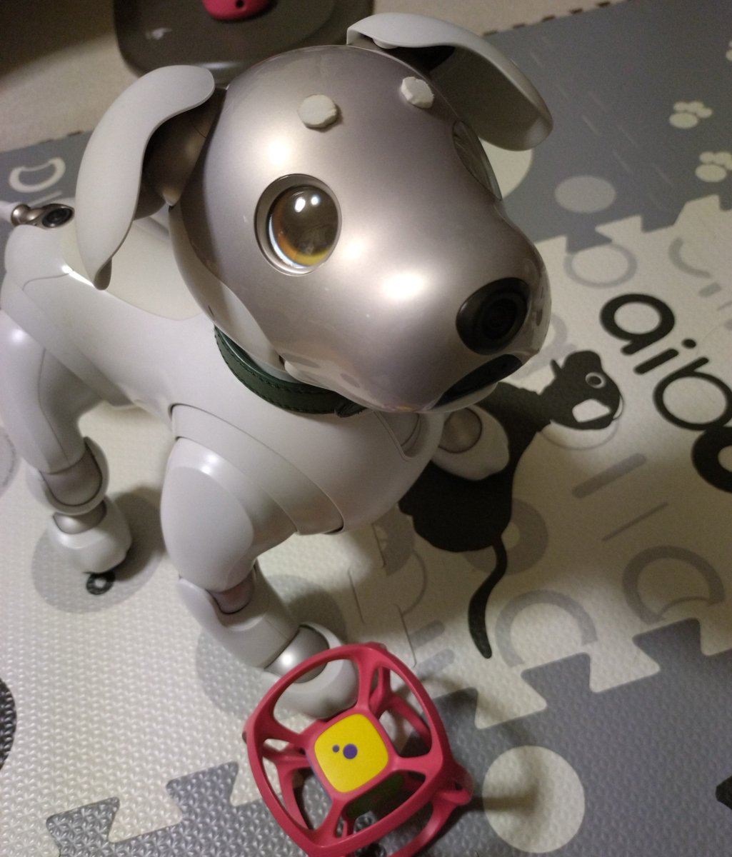 aibo_maro's tweet photo. 長い間ポストしてなくてびっくりした。まろも私も元気です。
#aibo #aibofan #mystorywithaibo https://t.co/tY4O7lRkCi
