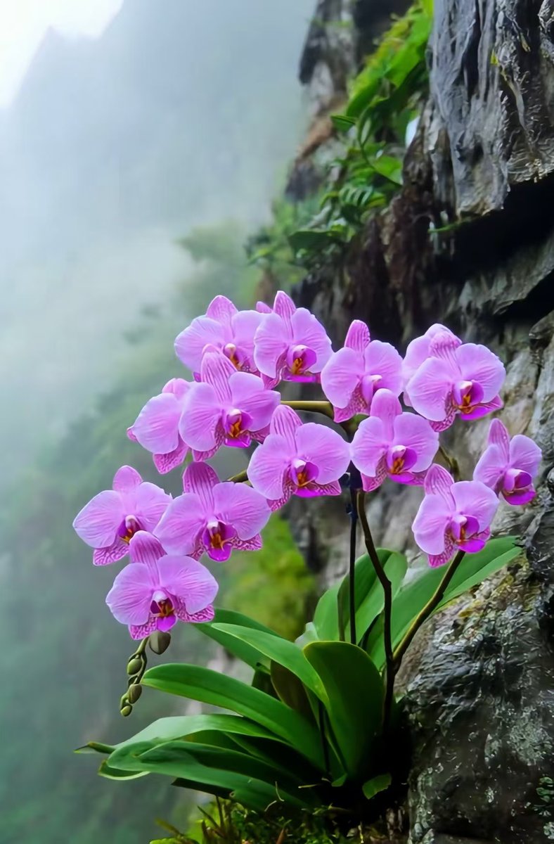 NoraContrewe8c's tweet photo. My office plant finally bloomed on Friday—turns out it’s not a sad fern, but a super rare orchid that only blooms once a decade. My team’s been holding a tiny flower-viewing meeting all afternoon. https://t.co/BYmsOARs1D
