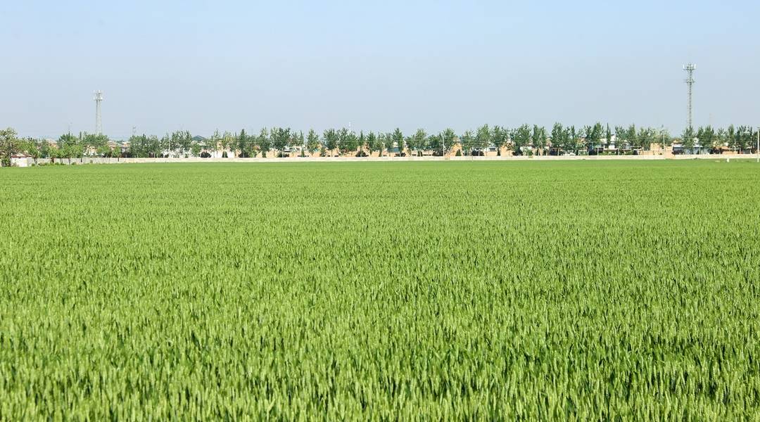 b52f6_690's tweet photo. [Try Keqinfei fertilizer for healthier crops and better yields!]， https://t.co/sYD037u2s3