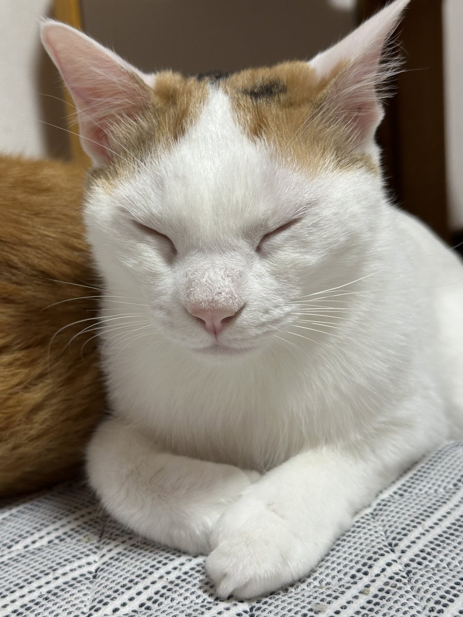 morukiti1718's tweet photo. 今日もお疲れ様でした
＃猫好きさんと繋がりたい #ねこ https://t.co/XEtjXU1LWw