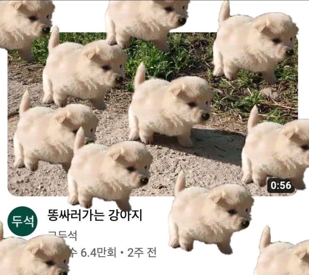 gong711805's tweet photo. 똥강아지 군단 출격!!!! https://t.co/utHwrBZDLE