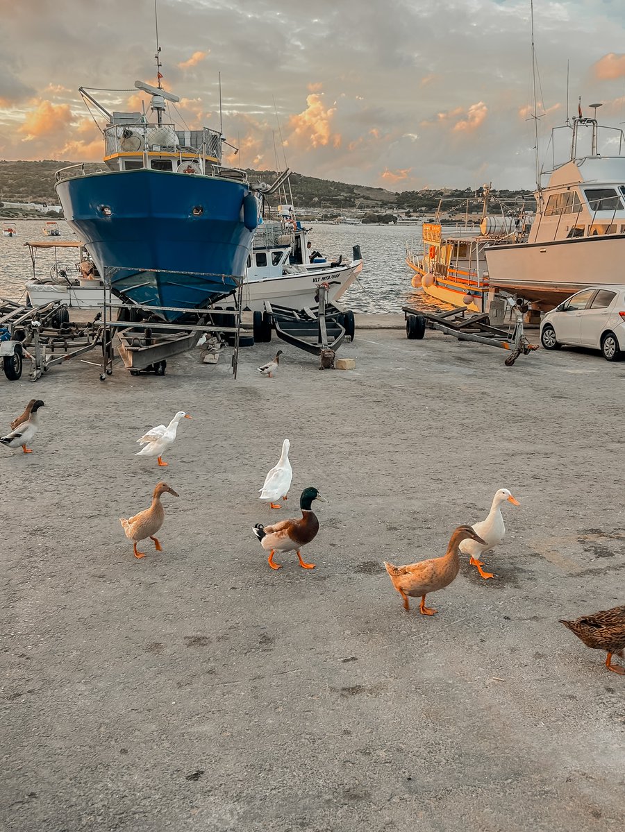towelladut's tweet photo. Swipe to see my ducks in a row https://t.co/67otnt7e6E