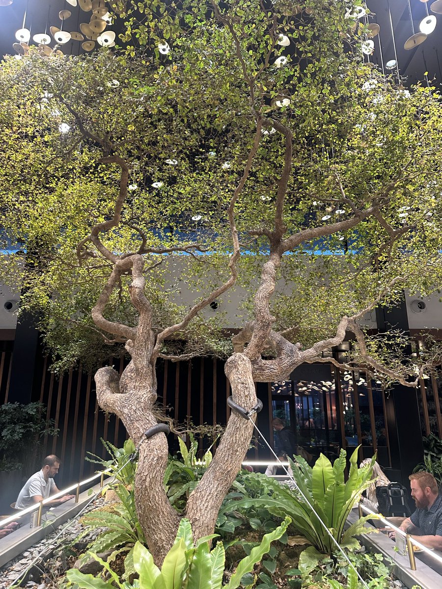 khaoticallykk's tweet photo. @AmericanExpress free the tree in ATL! This is so jarring to see...let her go 🙏🏼 https://t.co/N4aR43ETNc