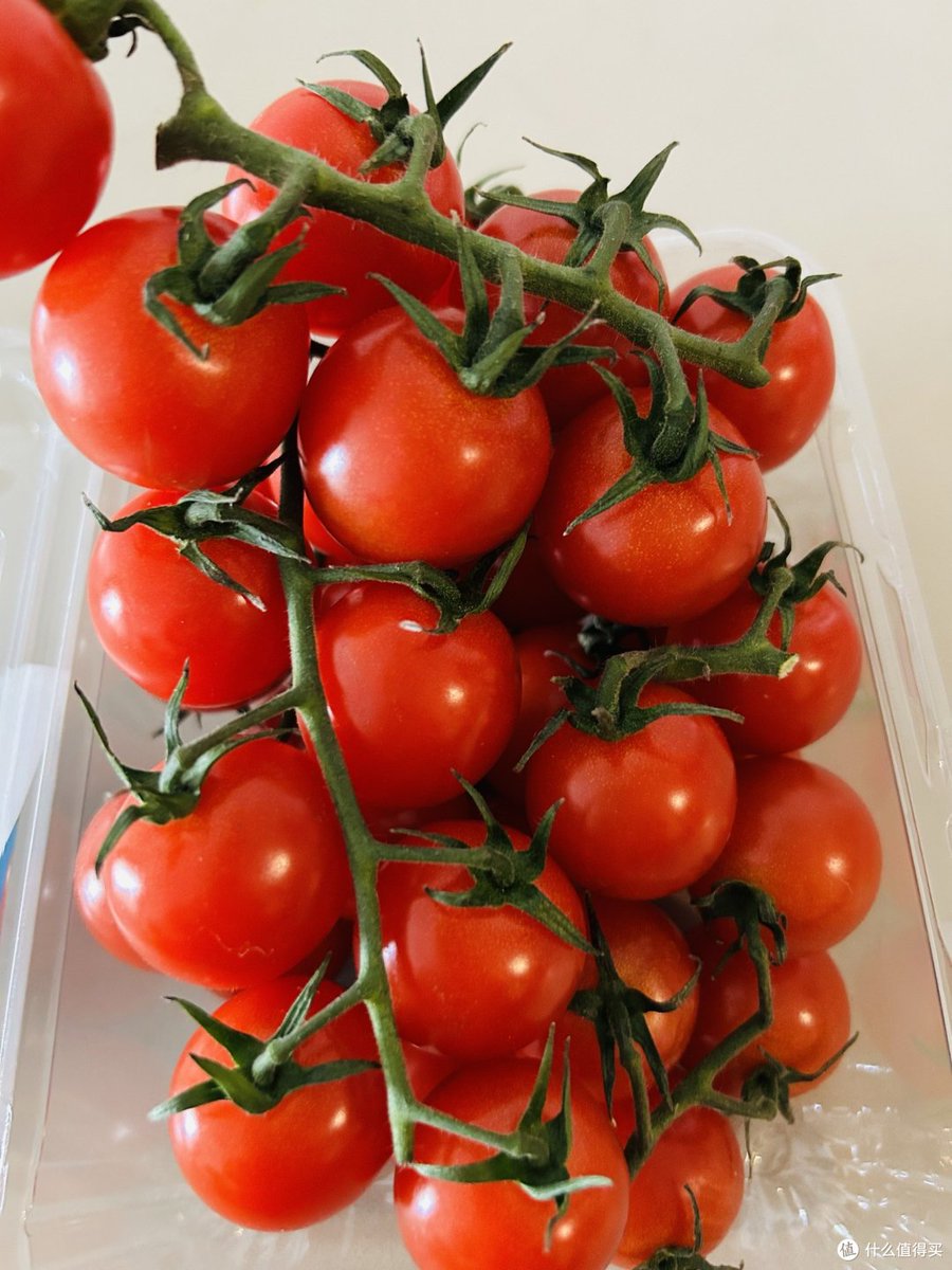 KimberlyHadipl's tweet photo. Just tried the juicy, sweet cherry tomatoes from a local farm—bursting with fresh flavor, no bland aftertaste! Perfect for salads or snacking. Highly recommend! https://t.co/MJV2xdjT4d