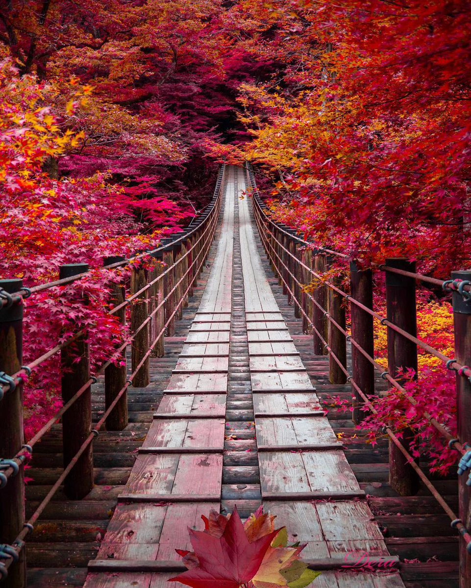 JeanetteEliz's tweet photo. Hello Everyone! 🩷❤️🧡 Have a beautiful day 💞🌸💕 https://t.co/AQDOXgiuet