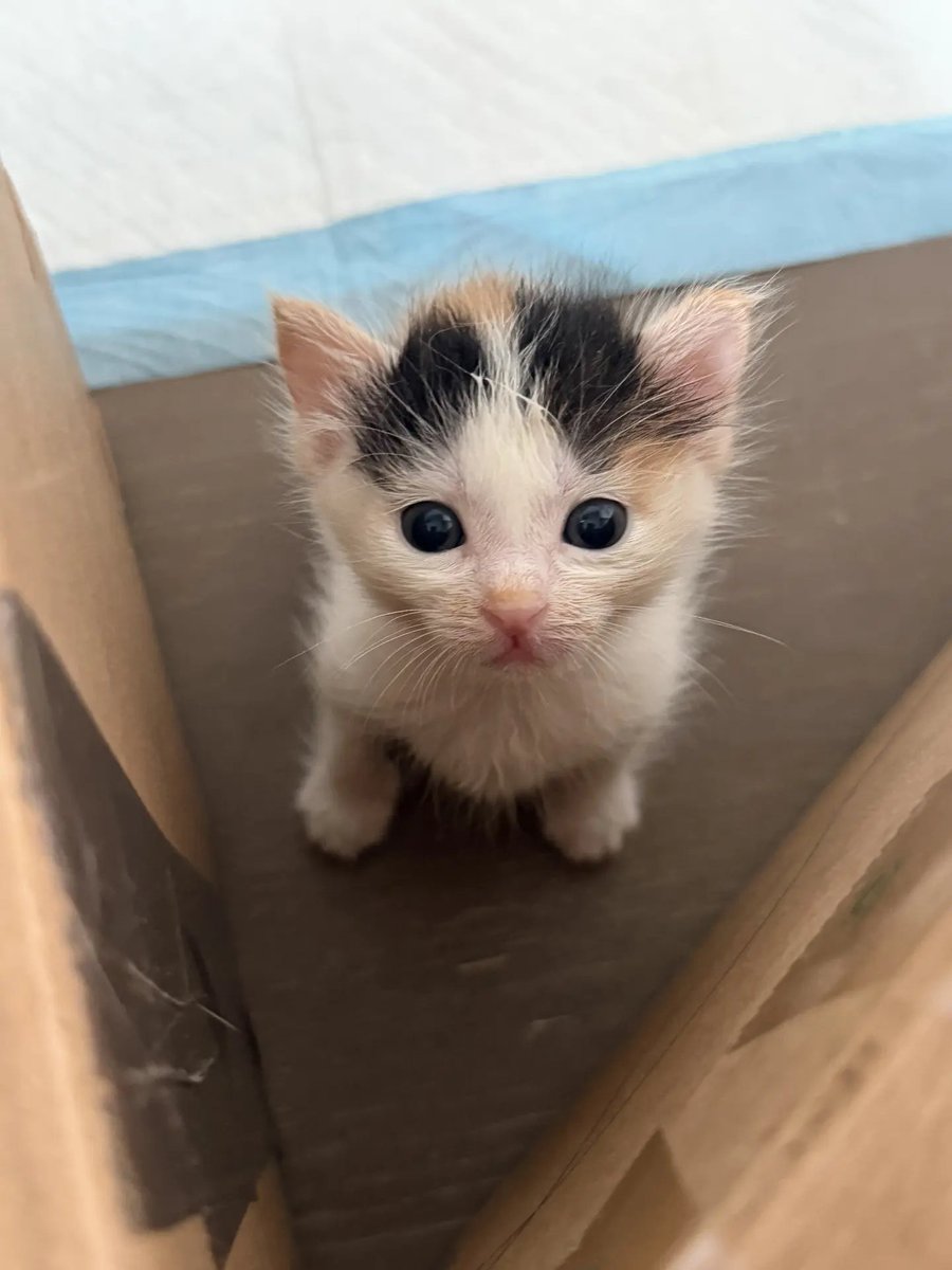 catsloversclubx's tweet photo. “I was told there would be snacks at the end of this box.” 📦🐱 https://t.co/4lz7Dv7BMw