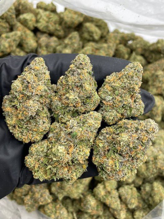 Darius_buds420's tweet photo. Frozen Apple Pie Exotic indoor ✈️📦🔥💯

$800

☎️ Order on https://t.co/hInMyNg33V

Whatsapp +1 (518)932-6815
#weed #weedstore #plug #zaza #drugstm #canna https://t.co/fFjZhxOWwO