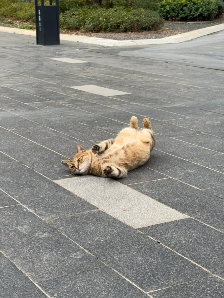 SamuelWood2rbc's tweet photo. City side street snap: warm afternoon sun filtering through old shop awnings, a stray cat napping on the wooden step—small, quiet moments that make the day feel soft. https://t.co/XpcHSyKwtx