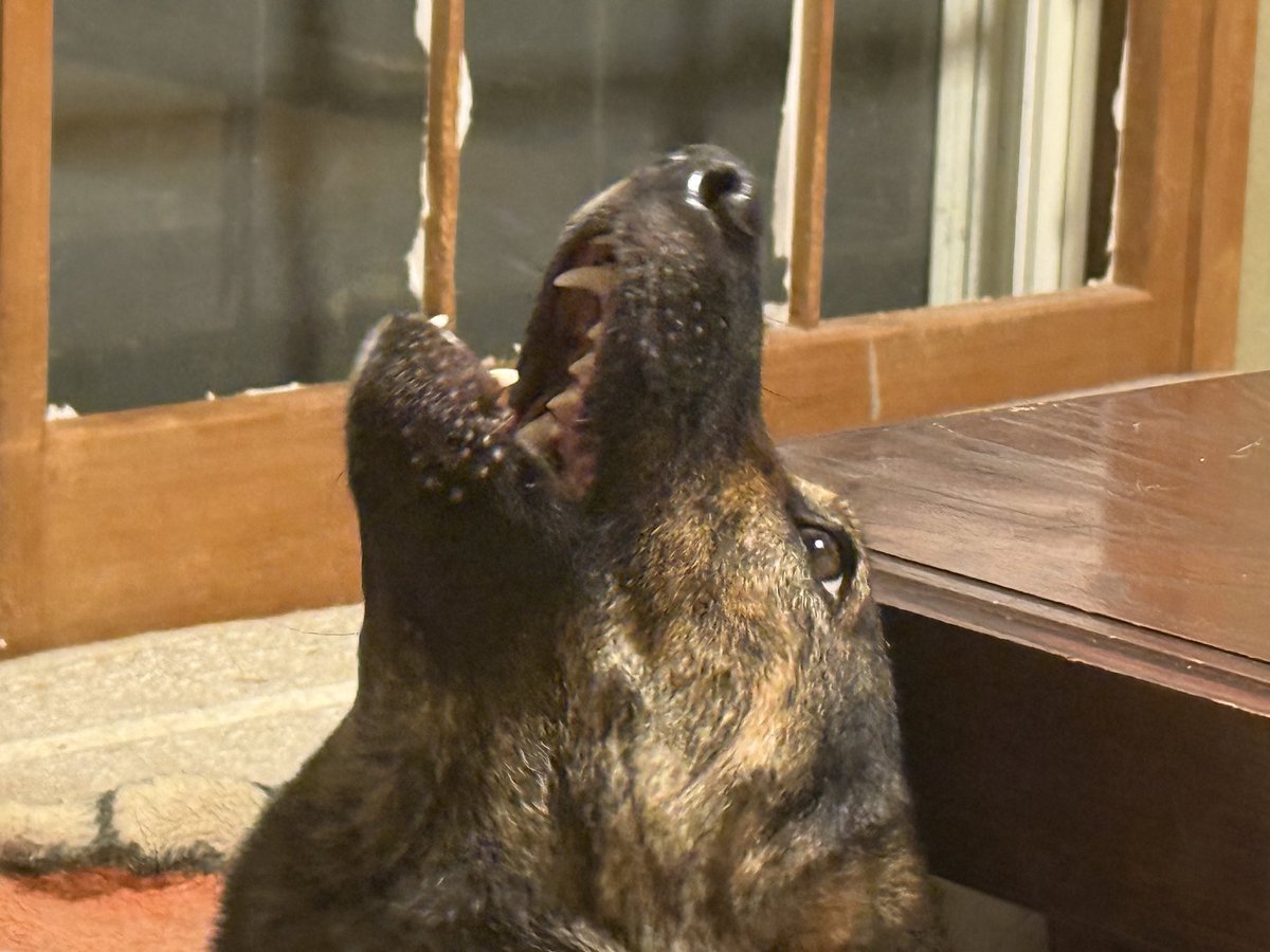 posge's tweet photo. キングはほんとお利口さんになったのだけれど、ギンギンを追い回すのだけは止めてくれません😅ギンギン、毎回悲鳴をあげて逃げ隠れ、暫くずっと唸っています😭最近のYUZUは夕方になるとようやくお散歩に出掛ける感じです🐕写真は骨のアメ玉を食べているところです😋 https://t.co/CkfOBEB6iu