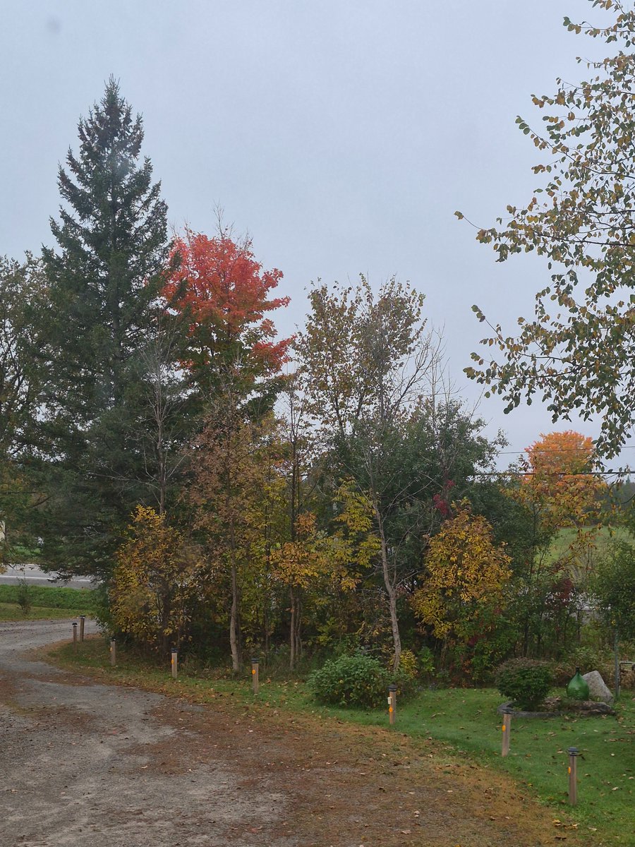 fraser_moe49528's tweet photo. Good morning, All ☕️ 🍁 🍂 🎃
Happy 1st day of October 🎃
Absolutely luv this Autumn weather,
But my most favorite is winter ❄️ ☃️ & my #ODR that will be going up on Thanksgiving weekend with the help of my adult kids & grandkids 😃
Have a wonderful day 🎃 🍂 https://t.co/fn7FeM8frO