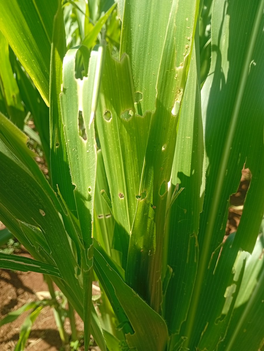 itsrobin47's tweet photo. Pest can really make your hard work look like a joke,

Always do regular scouting, apply the right IPM technique. https://t.co/bvKsiRYbIn