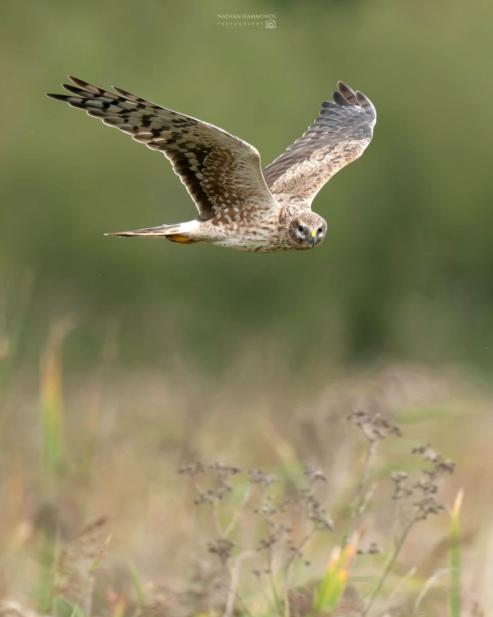 KentishPlover's tweet photo. KOS Weekly Highlights: a Pallid Harrier, a dozen Yellow-browed Warblers, the first Ring Ouzels of the autumn and 148 Balearic Shearwater past Dungeness made for a decent week. Read all details and an update on the Kent year list on https://t.co/V1HHa0ilua #kentbirding https://t.co/YHXWBLAtub