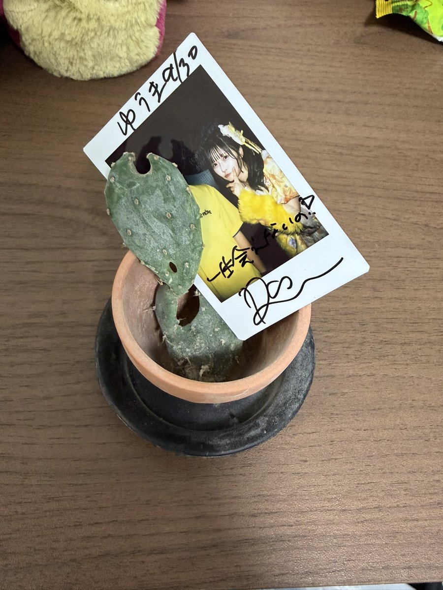 ym_ri7's tweet photo. センクラのサボテン1日経過したけど特に変化はありませんでした。また何かあったら報告します https://t.co/TOBtAQs8lL