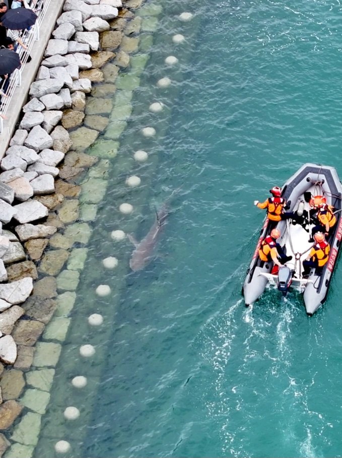 11.5 foot shark Bukangi named honorary ambassador of Busan, South Korea

The trapped shark has attracted around 600,000 visitors since it was first spotted in B