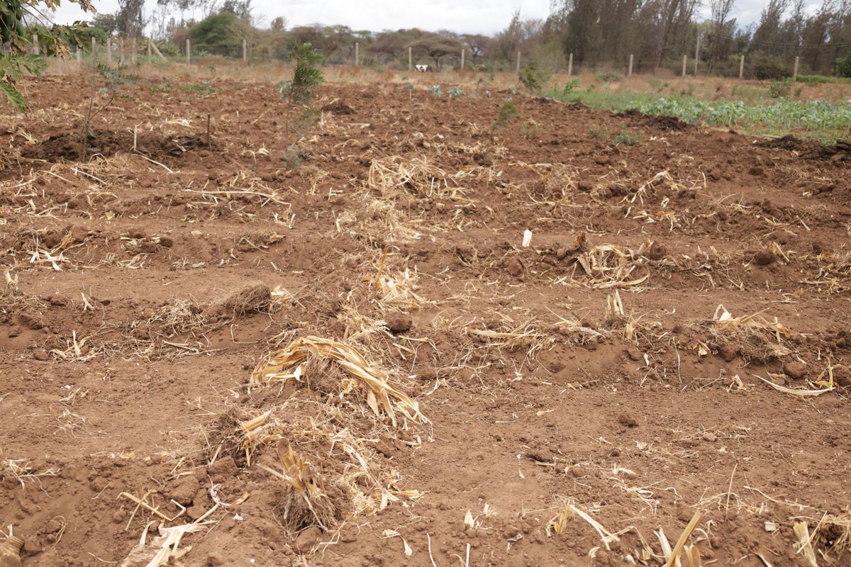 CAREinKenya's tweet photo. In Kajiado South, communities are turning restoration into opportunity.

Across Kuku, Kimana and Entonet-Lenkism Wards, women and youth are restoring degraded land through tree planting, terracing, earth bunds and rangeland restoration while building sustainable livelihoods.

Women's groups are also raising dairy goats, improving household incomes while reducing pressure on natural resources.

Through #SowingChange, @CAREinKenya and @WWF_Kenya are supporting community-led restoration and economic transformation. 

#CAREAlwaysThere #NatureBasedSolutions #ClimateResilience