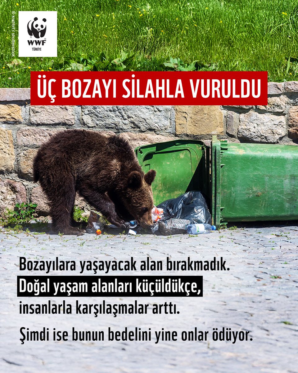 WWF_TURKIYE's tweet photo. 📢 Bingöl'de üç bozayı silahla vurularak öldürüldü. 

Ülkemizin doğal mirasının ve biyolojik çeşitliliğinin en önemli türlerinden biri olan bozayılara yönelik bu saldırıyı kınıyoruz. 

‼️ Olayın tüm yönleriyle araştırılmasını ve faillerin en kısa sürede tespit edilerek gerekli yaptırımların uygulanmasını talep ediyoruz.

Silahlı saldırı sonucu hayatını kaybeden bozayılar, katı atık depolama tesisinde bulundu. Doğal besin kaynaklarının azalması ve insan faaliyetlerinin giderek doğanın içine doğru genişlemesi nedeniyle yaban hayvanları, yiyecek bulmak amacıyla şehirlerde daha sık görülüyor. 

Plansız kentleşme, ekosistem tahribatı ve kötü atık yönetimi nedeniyle insan ve yaban hayatı temasları artıyor.

🐻 Her 10 yavru ayıdan ortalama yalnızca 3 ila 5'i yetişkinliğe ulaşabiliyor. Kaybedilen her birey ile bozayıların geleceği tehlikeye giriyor.

İnsan-yaban hayatı çatışmasına çözüm; bilimsel, kalıcı ve birlikte yaşamayı mümkün kılan yöntemler!

❗ Yaban hayatına karşı işlenen suçlar cezasız kaldıkça benzer olayların tekrarlanma riski artıyor. 

Kaybettiğimiz her bir canlıyla, ortak geleceğimizin bir parçasını da kaybediyoruz. 

#KorumazsakKaybederiz