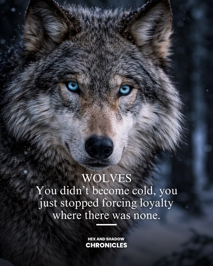 wolf_lovers__'s tweet photo. https://t.co/cWGAtbqrsG