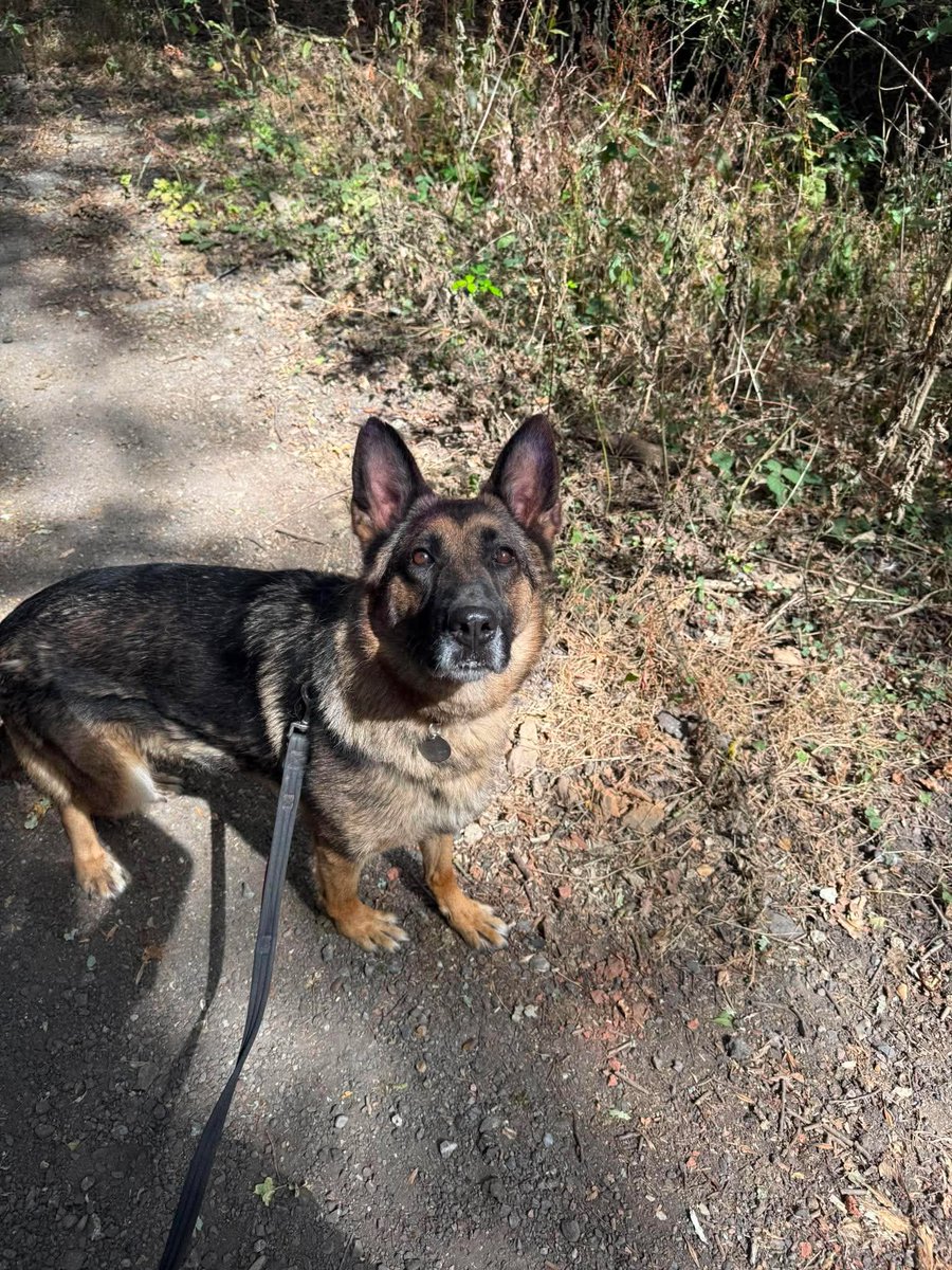 gsrescueelite's tweet photo. Anna is 4yrs old and she came to us in Aug 24 as she was being kept in a small shed with little interaction. Anna can live with older kids but will need an exp home as she has missed out on a lot home wise 
#dogs #germanshepherd #Essex 
https://t.co/40pcvJLaJ3 https://t.co/0A9tHsFHTR