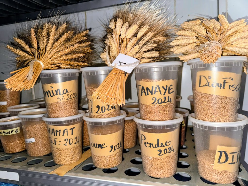MASAE_sn's tweet photo. JOUR 4 | PODOR, DE LA SEMENCE À LA TRANSFORMATION

Après avoir suivi hier les enjeux liés aux stocks, à la transformation et à la commercialisation, cette quatrième journée permet de remonter la chaîne de valeur, depuis la recherche et la semence jusqu’aux aménagements et à la transformation du riz.

À Fanaye, au Centre de recherche de l’ISRA, l’accent a été mis sur la nécessité de renforcer le capital semencier national, avec une invitation au secteur privé et aux organisations paysannes à mutualiser les espaces de recherche-développement et à produire de la semence.

La tournée s’est poursuivie à la rizerie de Boubène, un projet industriel de près de 11 milliards de FCFA, actuellement en phase de finition, dont l’inauguration est prévue en novembre 2026. Une infrastructure appelée à renforcer la production, la transformation et la commercialisation du riz local.

À Ndiayène Pendao, la visite du magasin de stockage de semences a rappelé l’importance de préserver et de rendre disponibles les intrants nécessaires aux producteurs. Puis, au Centre agro-industriel de Faty Sall, la délégation a découvert une initiative privée portée par une entrepreneure engagée dans le décorticage et la transformation du riz local.

La journée s’est achevée dans la cuvette de Diomandou, forte de 450 hectares aménagés, où les échanges avec les producteurs ont permis de faire remonter des préoccupations concrètes : vétusté des aménagements, difficultés liées aux canaux et aux drains et accès au matériel agricole.

De la recherche à la semence, du stockage à la transformation, jusqu’aux aménagements : chaque maillon doit être sécurisé pour permettre à la production locale de mieux répondre aux besoins des territoires.