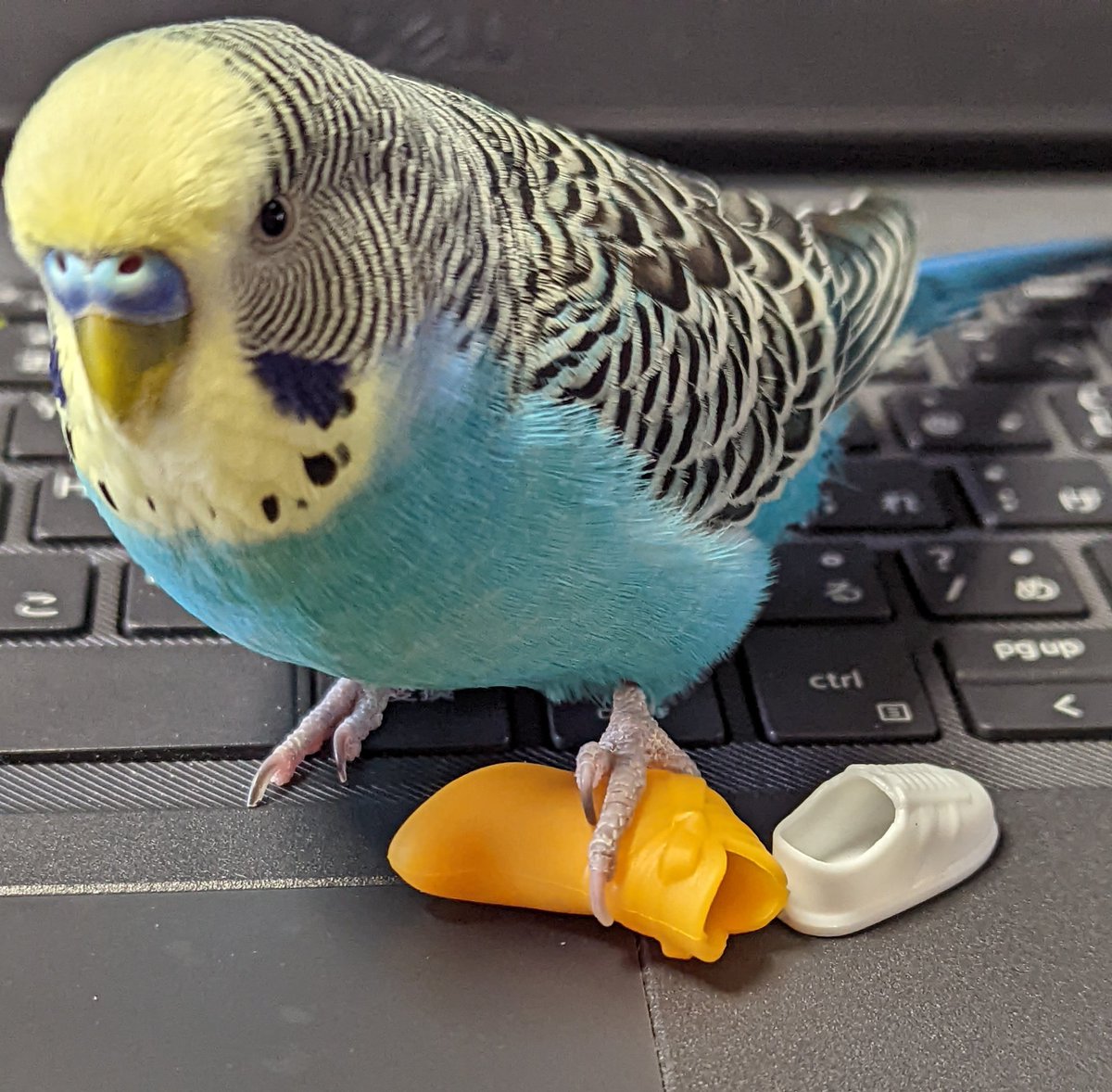 animal_rescue03's tweet photo. アオちゃん、1つの情報が家族の光になります…

2022年7月17日、東京都葛飾区亀有周辺で、セキセイインコのアオちゃんが迷子になりました。よくお喋りします。「たかはし　アオちゃんです」と言います。

見かけた方、保護された方はご連絡下さい。
どんな情報でもお待ちしています。

DM または @BCL2GNtlBSee2h1までお願いします🙏
#迷子インコ #セキセイインコ #葛飾区 #東京迷子 #拡散希望