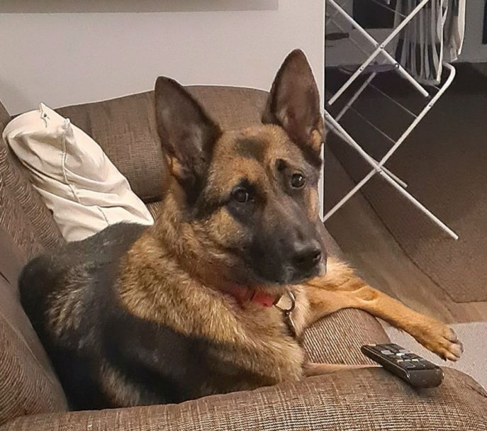 gsrescueelite's tweet photo. Anna is 4yrs old and she came to us in Aug 24 as she was being kept in a small shed with little interaction. Anna can live with older kids but will need an exp home as she has missed out on a lot home wise 
#dogs #germanshepherd #Essex 
https://t.co/40pcvJLaJ3 https://t.co/0A9tHsFHTR
