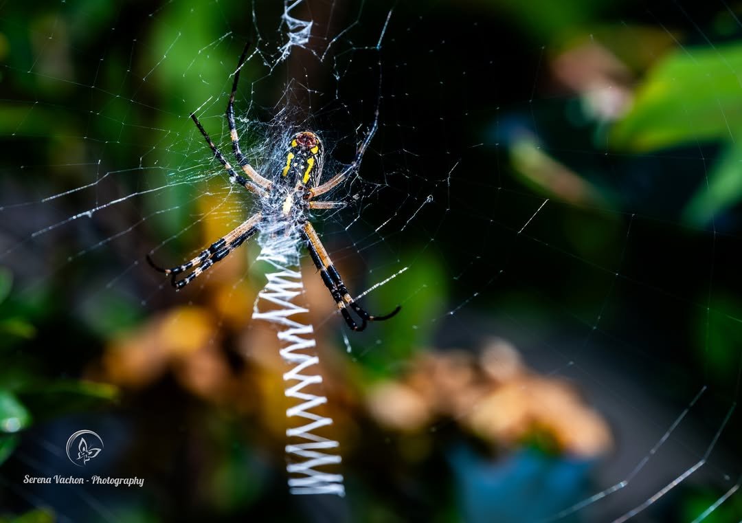 SerenaVachon's tweet photo. Garden spider #spider #nature #NaturePhotography #naturelovers https://t.co/3FdWmggDc0