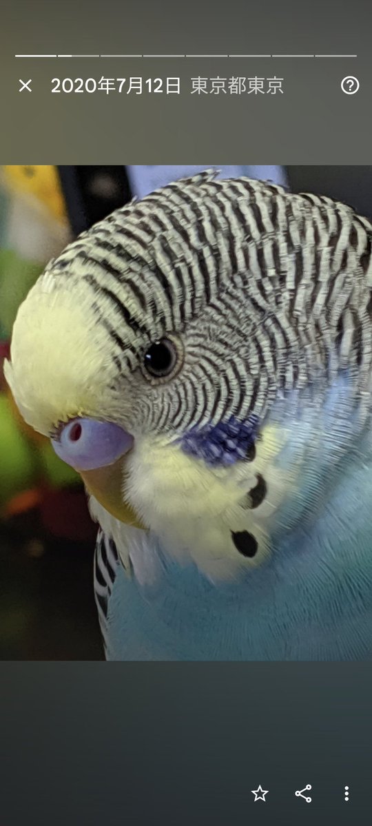 animal_rescue03's tweet photo. アオちゃん、1つの情報が家族の光になります…

2022年7月17日、東京都葛飾区亀有周辺で、セキセイインコのアオちゃんが迷子になりました。よくお喋りします。「たかはし　アオちゃんです」と言います。

見かけた方、保護された方はご連絡下さい。
どんな情報でもお待ちしています。

DM または @BCL2GNtlBSee2h1までお願いします🙏
#迷子インコ #セキセイインコ #葛飾区 #東京迷子 #拡散希望