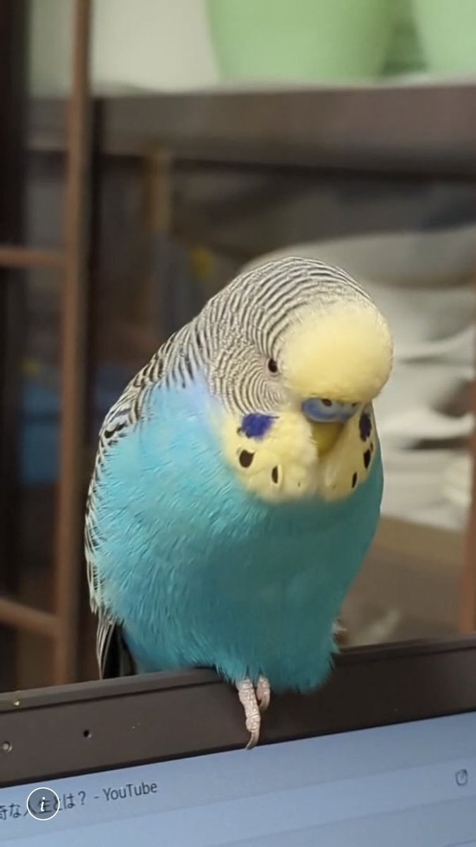 animal_rescue03's tweet photo. アオちゃん、1つの情報が家族の光になります…

2022年7月17日、東京都葛飾区亀有周辺で、セキセイインコのアオちゃんが迷子になりました。よくお喋りします。「たかはし　アオちゃんです」と言います。

見かけた方、保護された方はご連絡下さい。
どんな情報でもお待ちしています。

DM または @BCL2GNtlBSee2h1までお願いします🙏
#迷子インコ #セキセイインコ #葛飾区 #東京迷子 #拡散希望