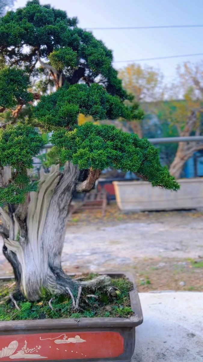 izohx7307's tweet photo. [Bai Fan took a quick glance at the new classic cypress bonsai just in the garden.] https://t.co/3LAXDLjl4L